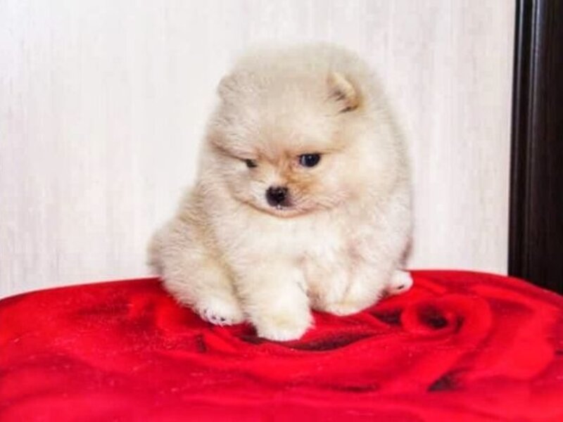 Pomeranian boo mini clearance toy